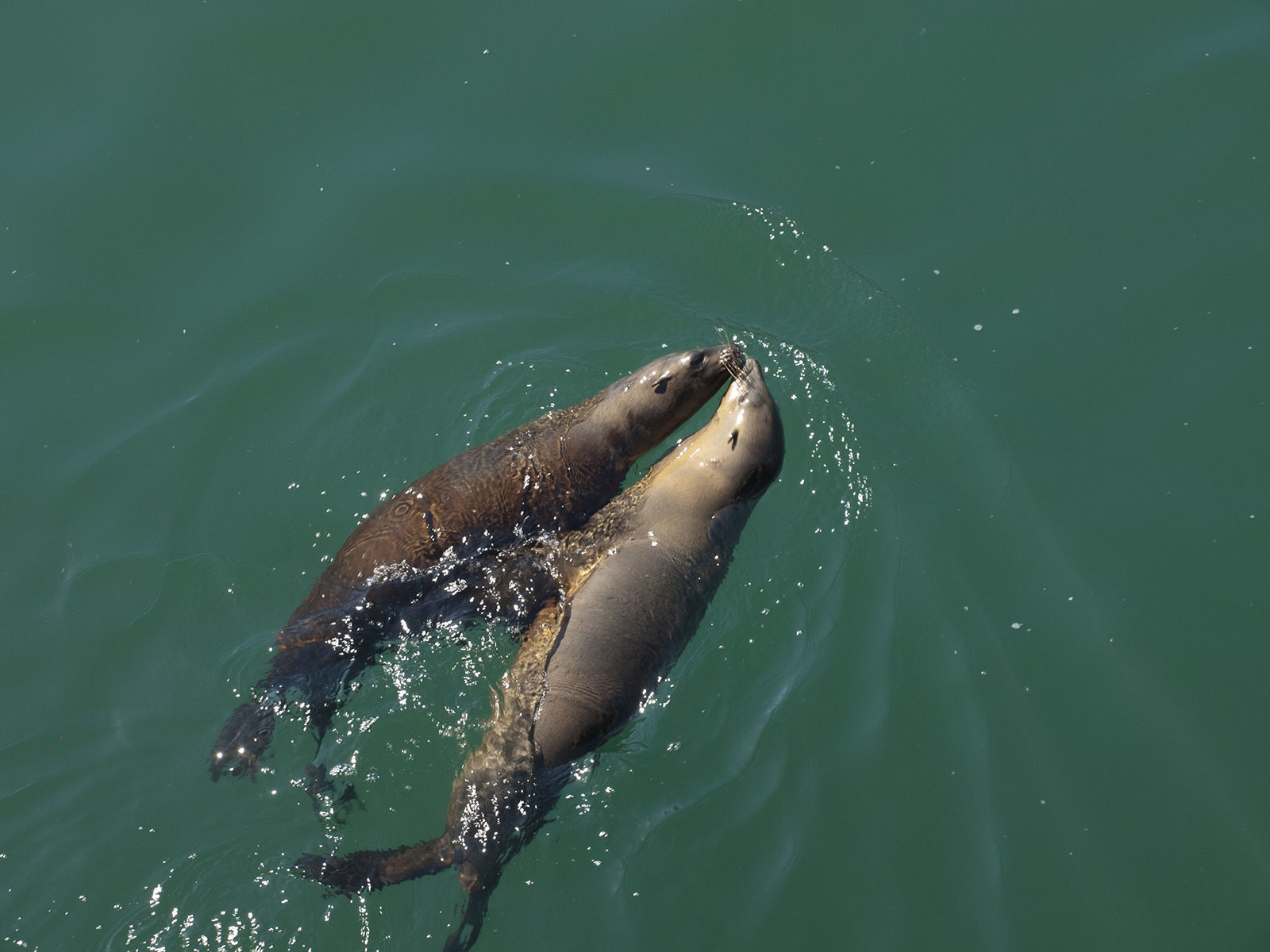 Seals and aquatic mammals